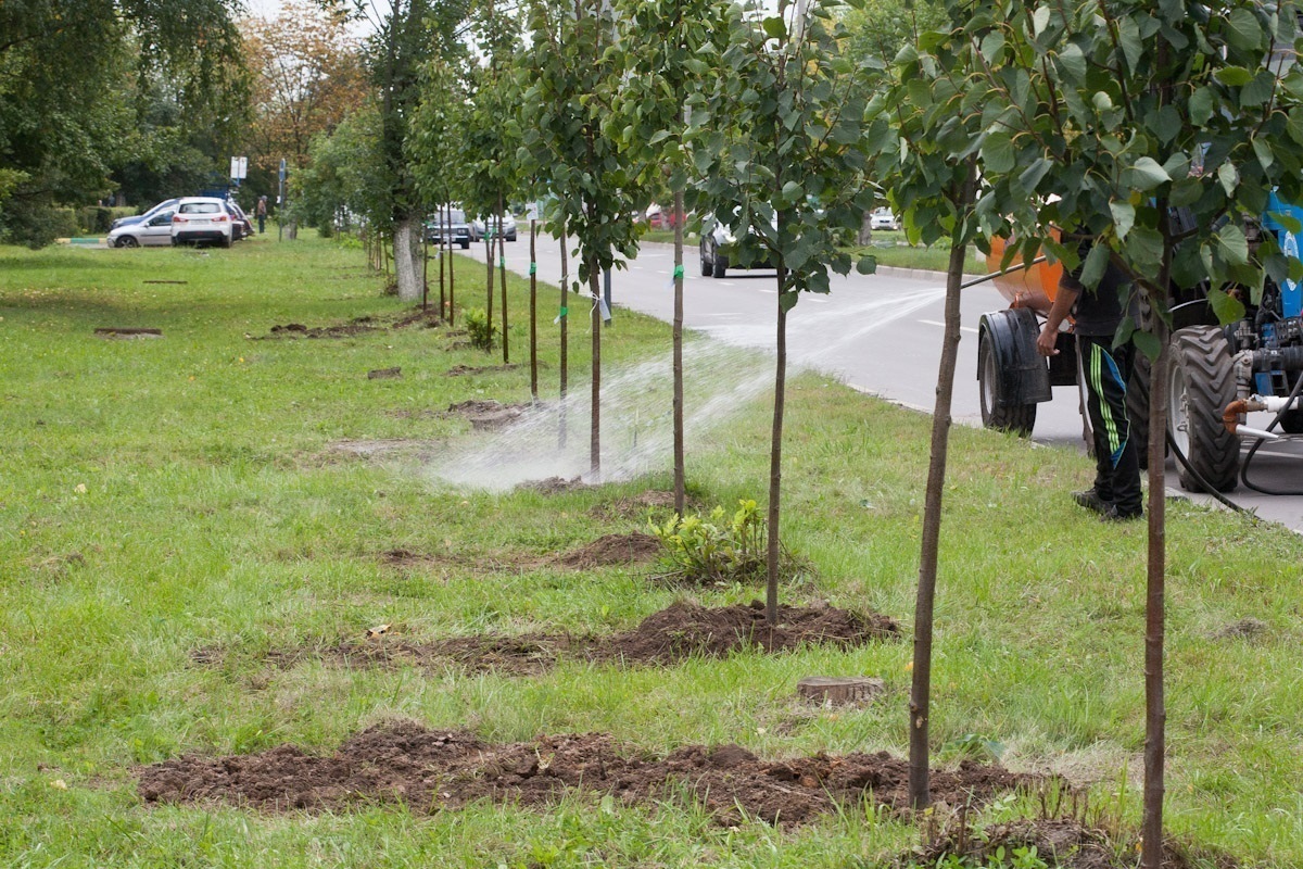 Липовая аллея появилась в Заводоуковске, в центре города - Новости  Заводоуковского городского округа