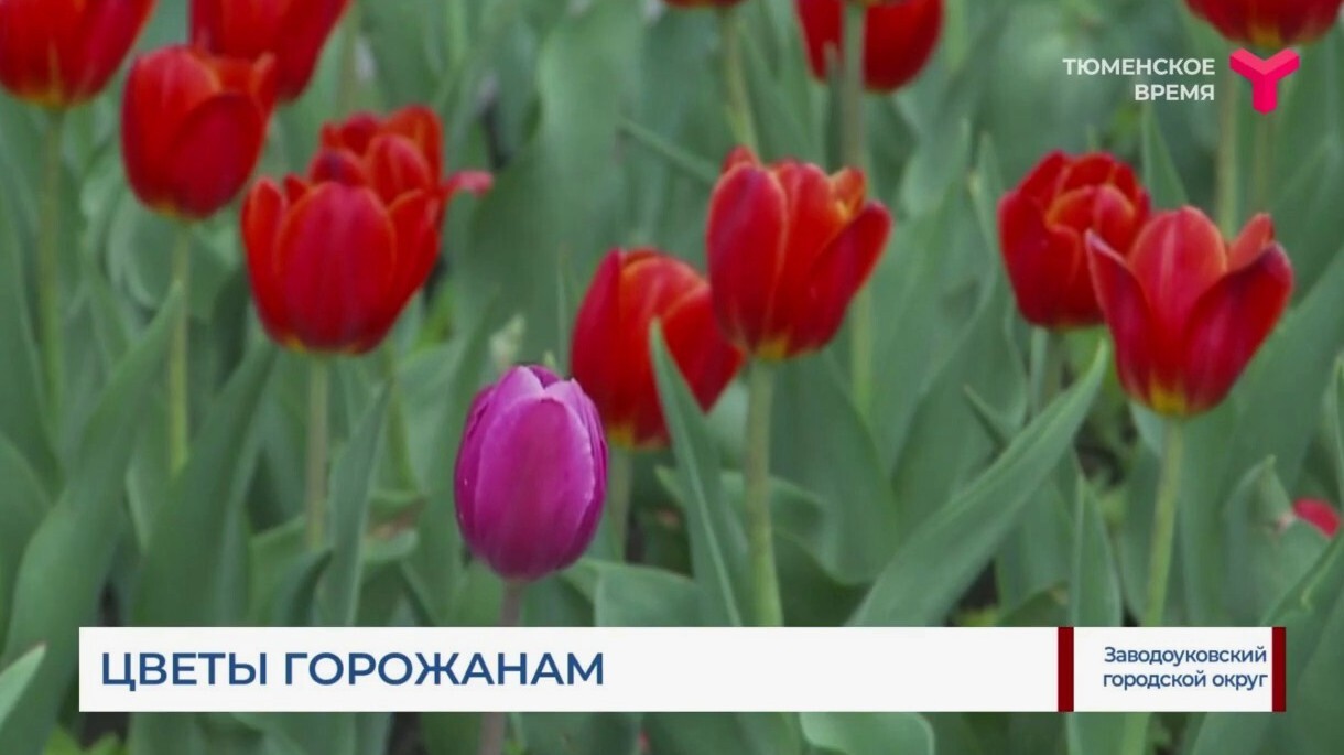 В Заводоуковске начались работы по обустройству городских цветников |  04.06.2024 | Заводоуковск - БезФормата