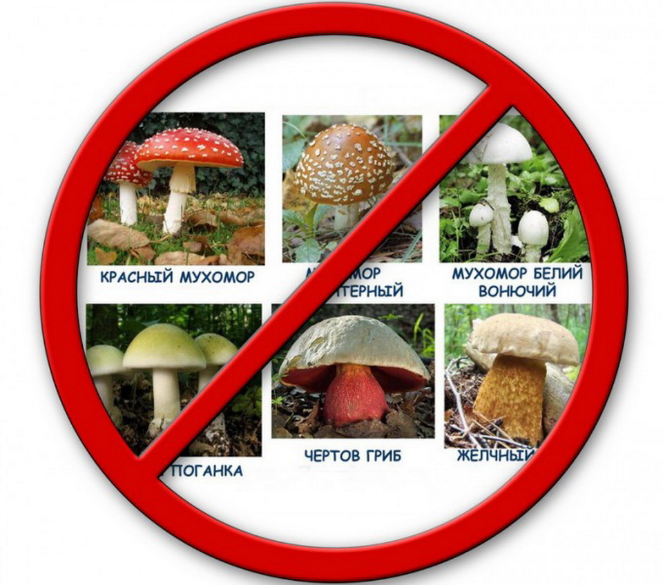 Знак нельзя собирать грибы. Осторожно грибы. Осторожно ядовитые грибы. Опасные грибы знак. Знак осторожно грибы.